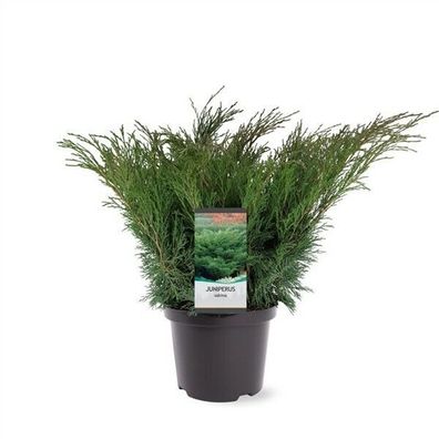 Sadebaum - Giftwacholder Juniperus sabina winterhart Wacholder 50-60cm