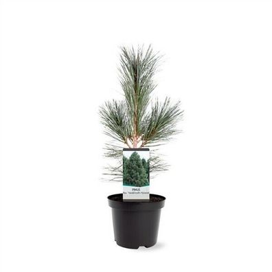 Exklusiv: Nevada-Zirbelkiefer Pinus flexilis 'Vanderwolf's Pyramid' 45-55cm