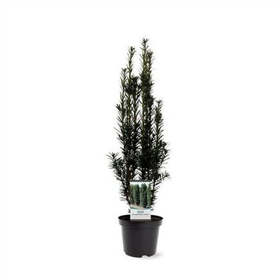 NEU: Säuleneibe Taxus baccata 'Black Tower' 45-55cm winterhart Pflanze Exklusiv