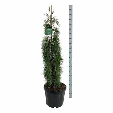 Sequoiadendron giganteum Pendulum Hängender Mammutbaum Bergmammutbaum 180-200cm