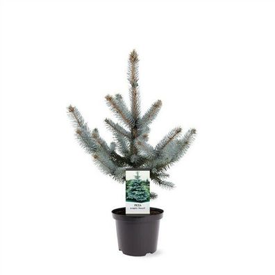 Exklusiv: Silberfichte Picea pungens 'Hoopsii' 80-100cm winterharter Nadelbaum