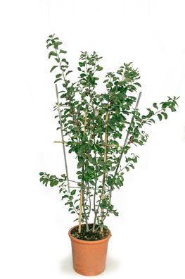 Essbarer Zwergapfel Appletini Malus Winterharter Apfelbaum ideal Kübelpflanze 2m