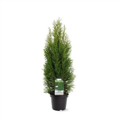 NEU: Thuja occidentalis 'Smaragd' Lebensbaum winterhart 60-80cm