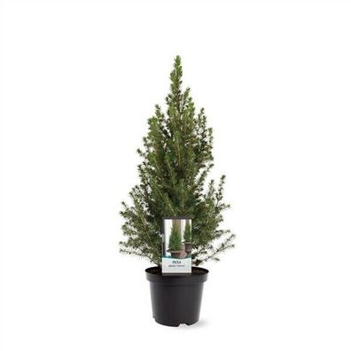 Exklusiv: Zuckerhut-Fichte Picea glauca 'Conica' 40-60cm winterhart Nadelbaum