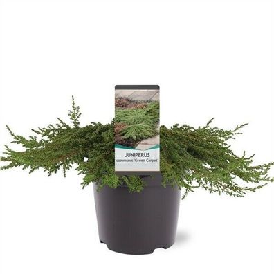 Grüner Kriechwacholder Juniperus communis 'Green Carpet' 20-30cm Bodendecker