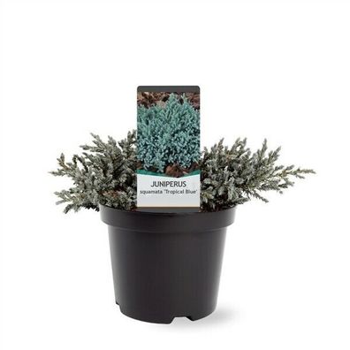 Blaugrauer Kriechwacholder Juniperus squamata Tropical Blue 20-35cm Bodendecker