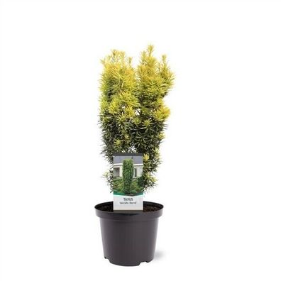 NEU: Gelbe Säuleneibe Taxus baccata 'David' 60-80cm winterhart Pflanze Exklusiv