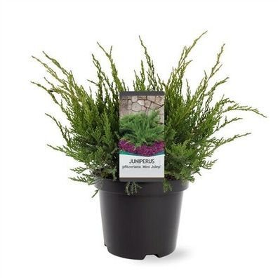 Pfitzer-Strauch-Wacholder Juniperus pfitzeriana 'Mint Julep' 30-50cm winterhart