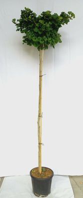 Ginkgo biloba 'Mariken' Ginkgobaum winterhart 200-225cm Hochstamm