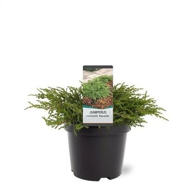 Kriechender Wacholder Juniperus communis Repanda winterhart Bodendecker 25-30cm