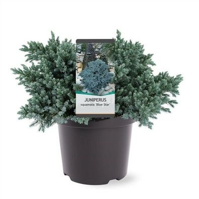 Blauer Kriechwacholder - Juniperus squamata 'Blue Star' 25-40cm Bodendecker