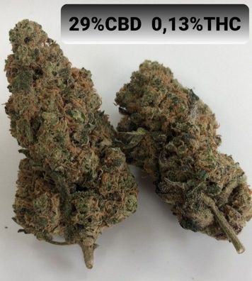 CBD Blüten , , Orange Bud" , 29%CBD Premium Qualität