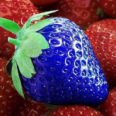 Erdbeere Samen