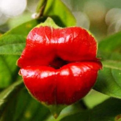 Aeschynanthus Samen