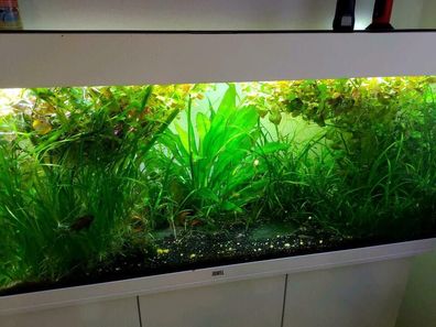 Aquarium Pflanzen SET für 60 Liter Einfach + SCHÖN + GUT / Nicht vom Gewächshaus
