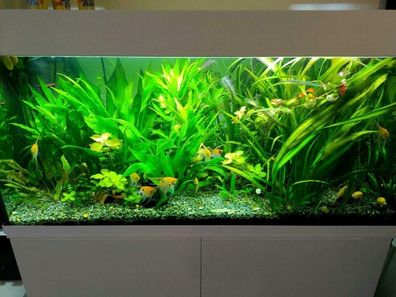 Aquarium Pflanzen SET für 120 Liter Einfach + SCHÖN + GUT / Nicht vom Gewächshaus