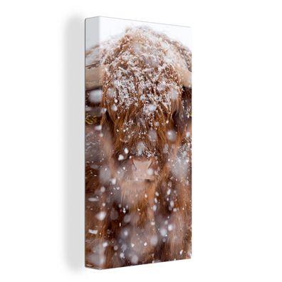 Leinwand Bilder - 80x160 cm - Schottisches Hochlandrind - Schneeflocke - Winter