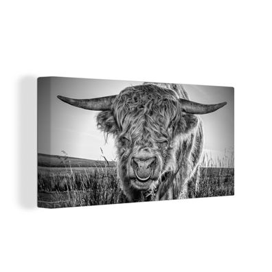 Leinwand Bilder - 160x80 cm - Scottish Highlander - Gras - Schwarz - Weiß