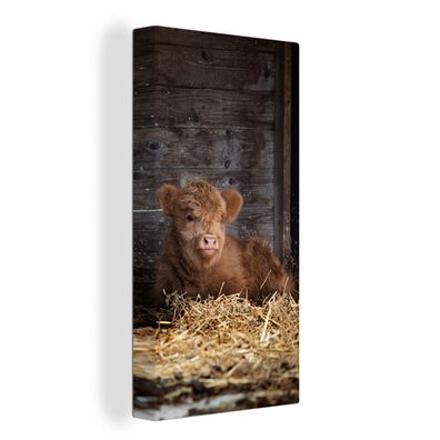 Leinwand Bilder - 80x160 cm - Schottisches Hochlandrind - Bauernhof - Stroh