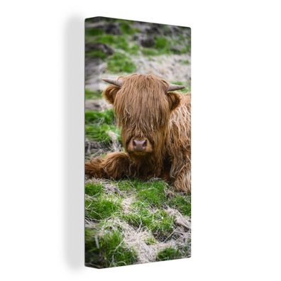 Leinwand Bilder - 80x160 cm - Schottisches Hochlandrind - Heu - Gras