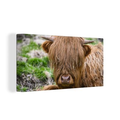 Leinwand Bilder - 160x80 cm - Schottisches Hochlandrind - Heu - Gras
