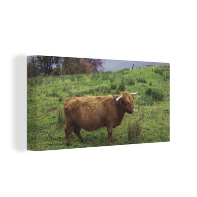 Leinwand Bilder - 160x80 cm - Schottisches Hochlandrind - Gras - Wasser - Tiere