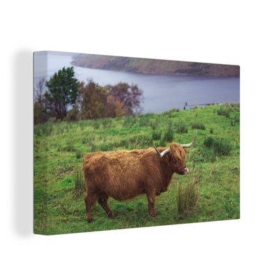 Leinwand Bilder - 140x90 cm - Schottisches Hochlandrind - Gras - Wasser - Tiere