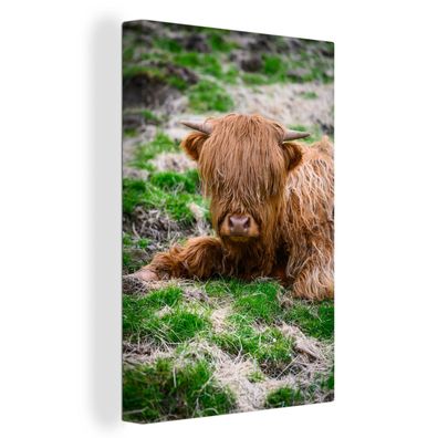 Leinwand Bilder - 90x140 cm - Schottisches Hochlandrind - Heu - Gras