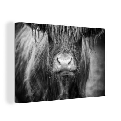 Leinwand Bilder - 150x100 cm - Schottisches Hochlandrind - Kuh - Schwarz - Weiß