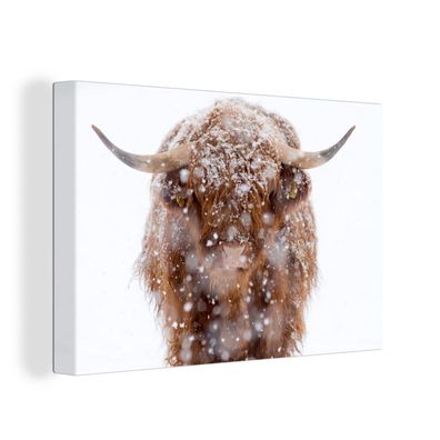 Leinwand Bilder - 150x100 cm - Schottisches Hochlandrind - Schneeflocke - Winter