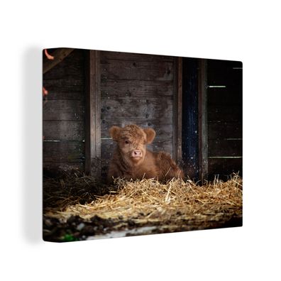 Leinwand Bilder - 120x90 cm - Schottisches Hochlandrind - Bauernhof - Stroh
