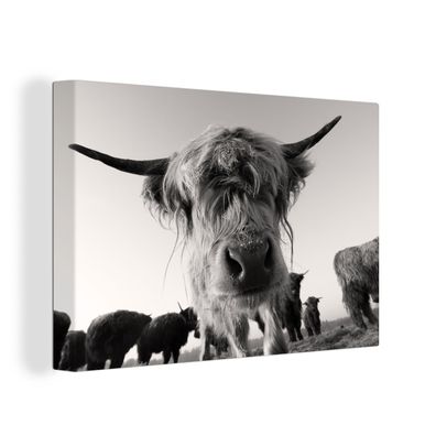 Leinwand Bilder - 150x100 cm - Schottisches Hochlandrind - Schwarz - Weiß - Tiere