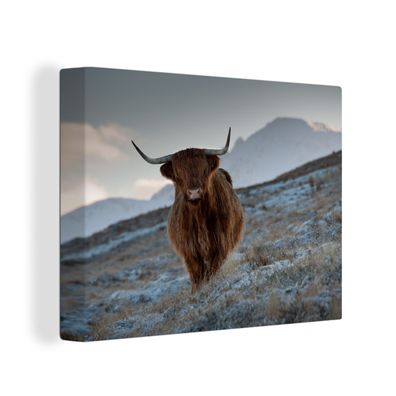 Leinwandbilder - 80x60 cm - Schottisches Hochlandrind - Landschaft - Schottland