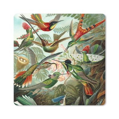 Mauspad - Trochilidae - Ernst Haeckel - Vogel - 30x30 cm