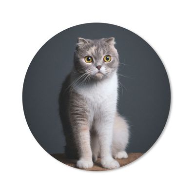 Mauspad - Katze - Haustiere - Licht - 20x20 cm