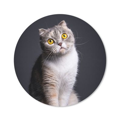 Mauspad - Katze - Augen - Licht - 20x20 cm