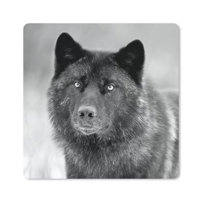 Mauspad - Wolf - Nahaufnahme - Schwarz - Weiß - 20x20 cm