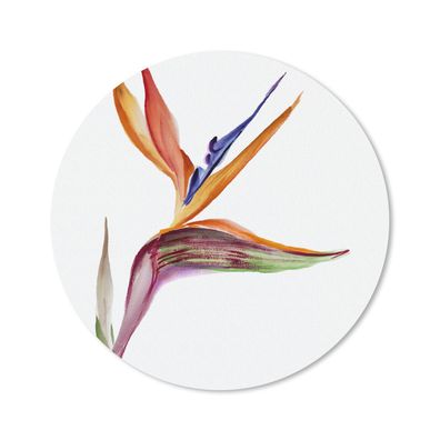 Mauspad - Strelitzia - Aquarell - Blumen - 40x40 cm
