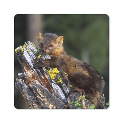 Mauspad - Marder - Baum - Wald - 20x20 cm