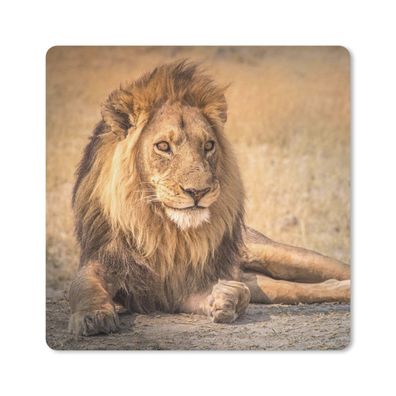 Mauspad - Löwe - Nahaufnahme - Savanne - 20x20 cm