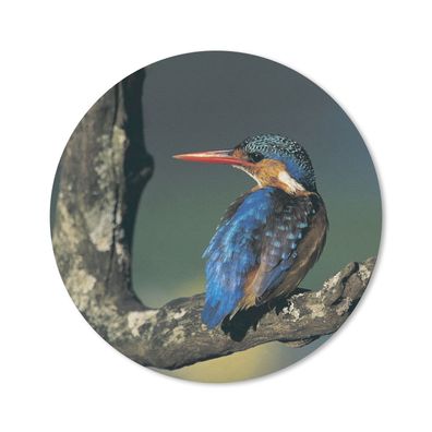 Mauspad - Eisvogel - Tier - Farbenfroh - 20x20 cm