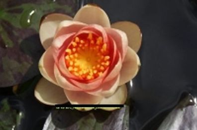 Zwerg-Seerose Nymphaea pygmaea Chrysantha Seerosen Teichpflanze