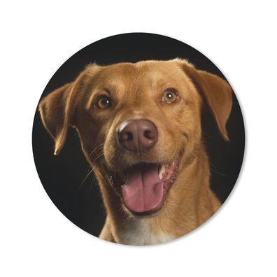 Mauspad - Hund - Haustiere - Porträt - 50x50 cm