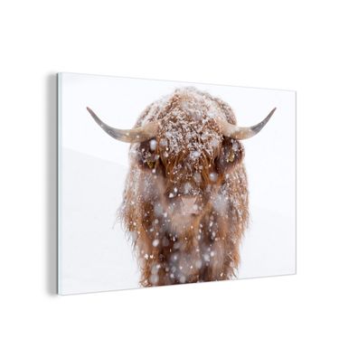 Glasbild - 90x60 cm - Wandkunst - Schottischer Highlander - Schneeflocke - Winter