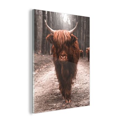 Glasbild - 60x80 cm - Wandkunst - Schottischer Highlander - Tiere - Wald - Pfad