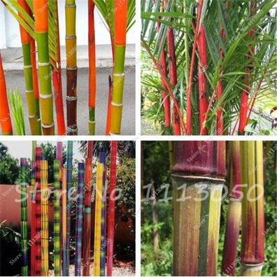 Bambussamen