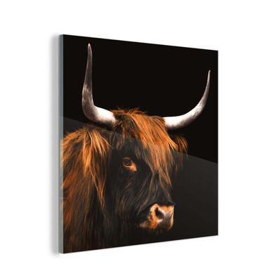 Glasbild - 50x50 cm - Wandkunst - Schottischer Highlander - Kuh - Schwarz