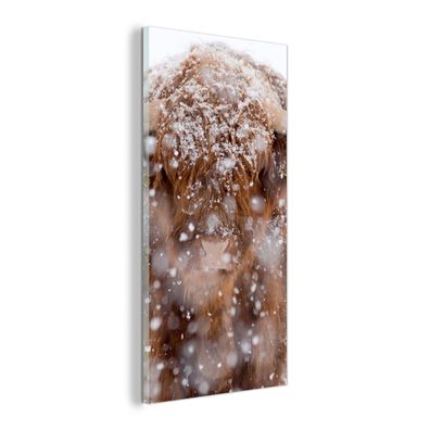 Glasbild - 60x120 cm - Wandkunst - Schottischer Highlander - Schneeflocke - Winter