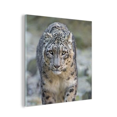 Glasbild - 90x90 cm - Wandkunst - Leopard - Steine - Spaziergang