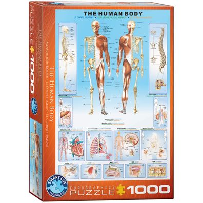 EuroGraphics 6000-1000 Der menschiche Körper 1000-Teile Puzzle